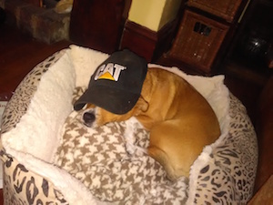 Good Used CAT Terrier